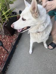 Found/Stray Male Dog last seen E villa st and hill in pasadena, Pasadena, CA 91106