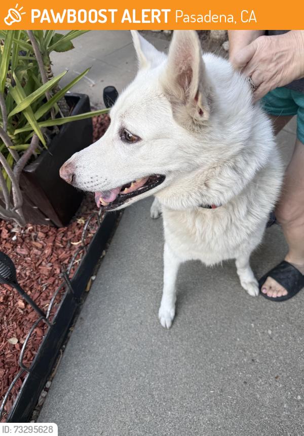 Found/Stray Male Dog last seen E villa st and hill in pasadena, Pasadena, CA 91106