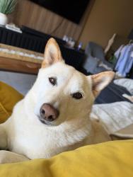 Reunited Male Dog last seen Parkside Drive or Terra Nova Drive, Chula Vista, CA 91910