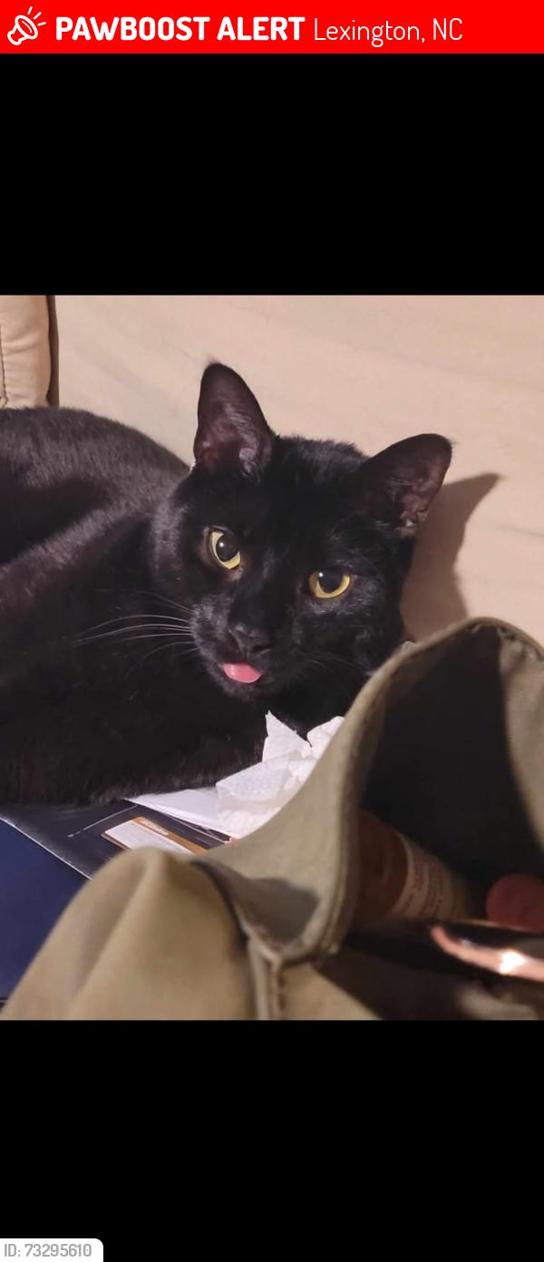 Lost Male Cat last seen On east holly grove Rd in Lexington, near emblr Rd and nat Conrad rd, Lexington, NC 27360