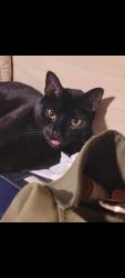 Lost Male Cat last seen On east holly grove Rd in Lexington, near emblr Rd and nat Conrad rd, Lexington, NC 27360