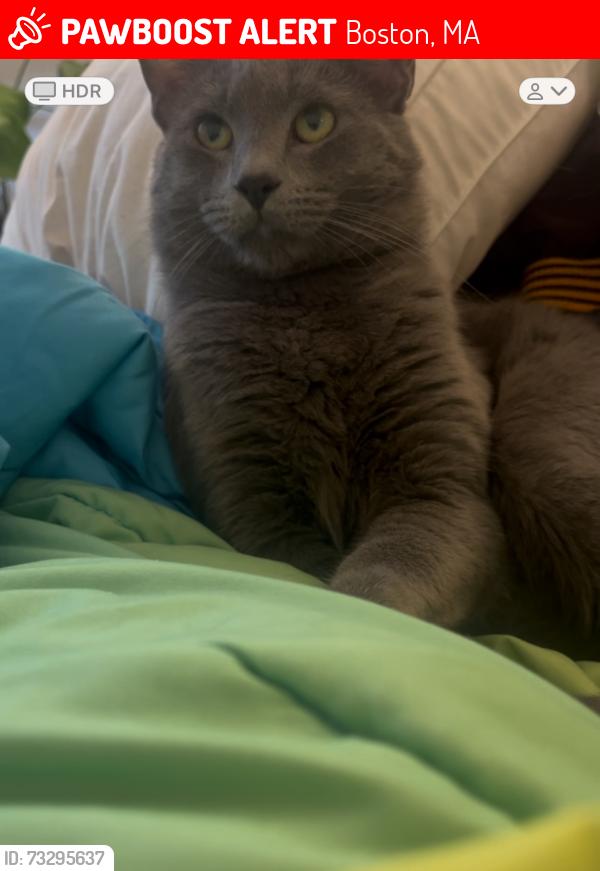 Lost Male Cat last seen Glen road, Boston, MA 02130