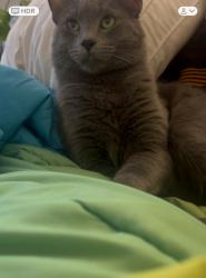 Lost Male Cat last seen Glen road, Boston, MA 02130