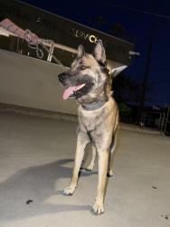 Found/Stray Male Dog last seen New jersey st, Los Angeles, CA 90033