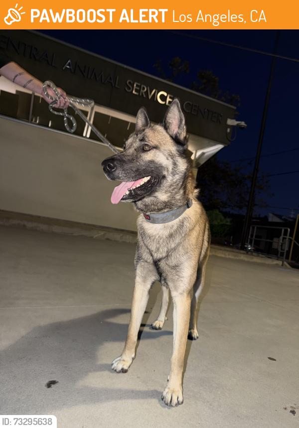 Found/Stray Male Dog last seen New jersey st, Los Angeles, CA 90033