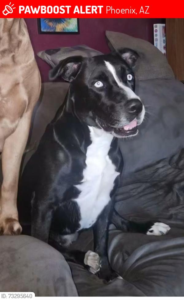 Lost Female Dog last seen 16st and thomas, Phoenix, AZ 85016