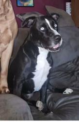 Lost Female Dog last seen 16st and thomas, Phoenix, AZ 85016