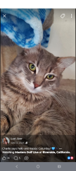 Reunited Male Cat last seen Jackson st and Aubrey, Riverside, CA 92503