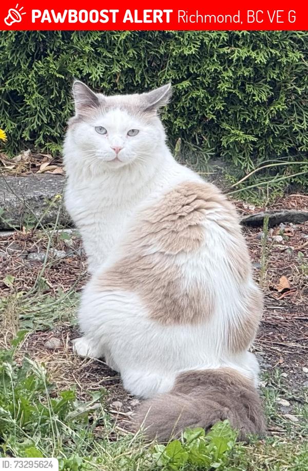 Deceased Male Cat last seen Williams and No.2, Richmond, BC V7E 4G3