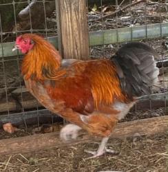 Shelter Stray Male Rooster last seen S Skyway Ave, Homosassa, FL, 4030 S Airport Rd, Inverness, FL 34450, USA