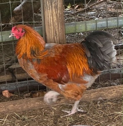 Shelter Stray Male Rooster last seen S Skyway Ave, Homosassa, FL, 4030 S Airport Rd, Inverness, FL 34450, USA
