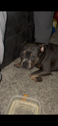 Lost Male Dog last seen Queen City pizza, Cincinnati, OH 45238