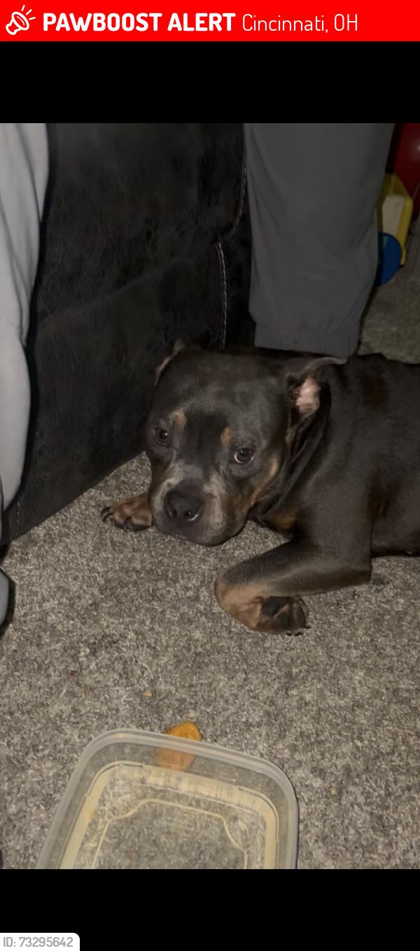 Lost Male Dog last seen Queen City pizza, Cincinnati, OH 45238