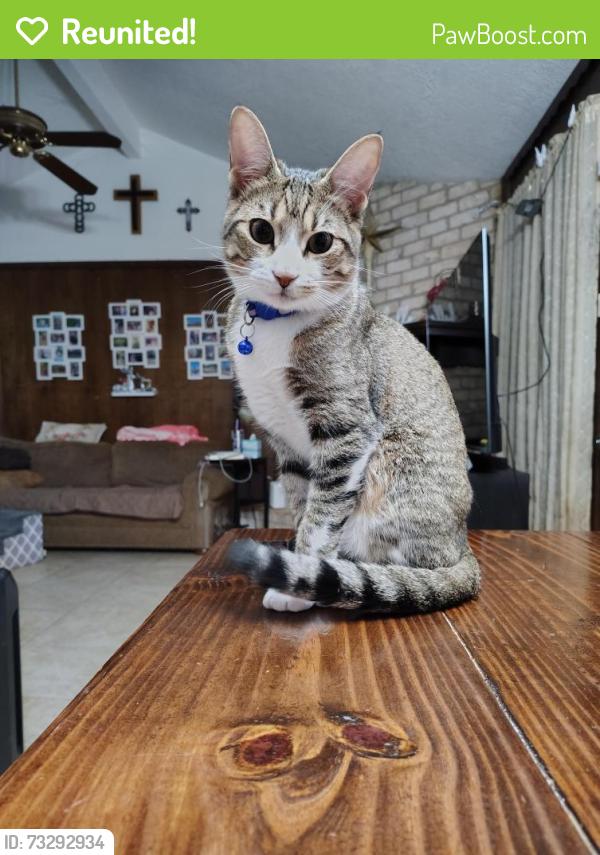Reunited Male Cat last seen Old Creek Rd, Houston, TX 77060