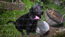 Found/Stray Male Dog last seen On Rankin Ferry Loop in Louisville Tennessee, Louisville, TN 37777