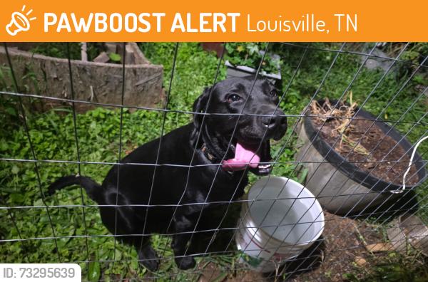 Found/Stray Male Dog last seen On Rankin Ferry Loop in Louisville Tennessee, Louisville, TN 37777