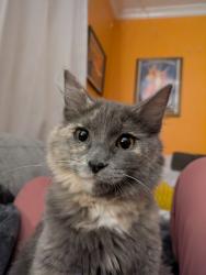 Reunited Female Cat last seen Mann ave between 30th and 32nd, Des Moines, IA 50310