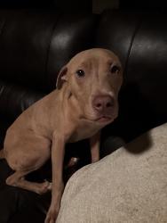 Found/Stray Male Dog last seen Northeast pkwy and colonial way, Chamblee, GA 30341