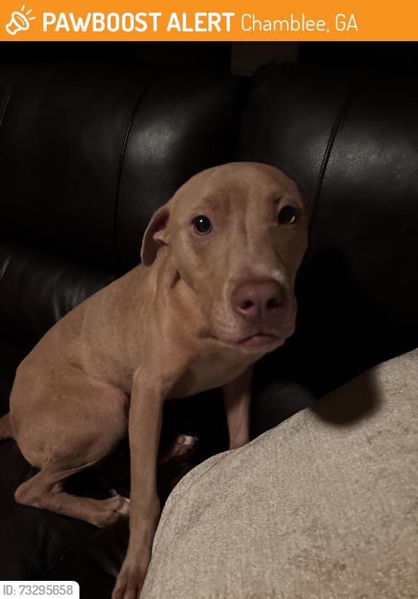 Found/Stray Male Dog last seen Northeast pkwy and colonial way, Chamblee, GA 30341