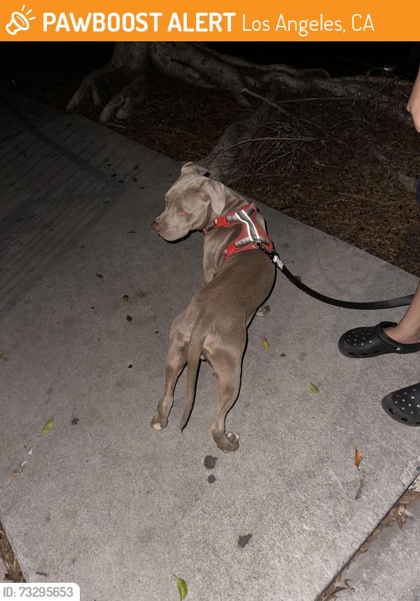 Found/Stray Male Dog last seen Opal st and Esperanza st, Los Angeles, CA 90023