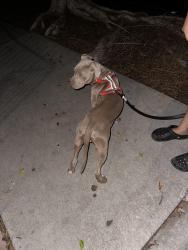 Found/Stray Male Dog last seen Opal st and Esperanza st, Los Angeles, CA 90023