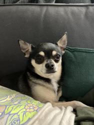 Reunited Male Dog last seen 7-11 parking lot off Pecos, Denver, CO 80221