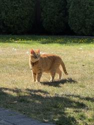 Reunited Male Cat last seen Marpole, W.52nd + Churchill St, Vancouver, BC 