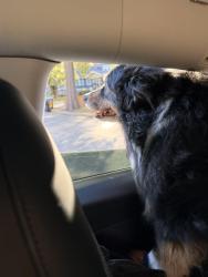 Reunited Male Dog last seen Locust and 57, Kansas City, MO 64110