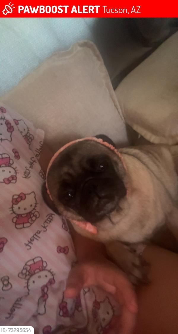 Lost Female Dog last seen Tucson az, Tucson, AZ 85705