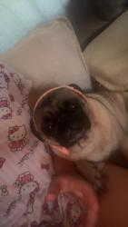 Lost Female Dog last seen Tucson az, Tucson, AZ 85705