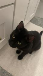Reunited Male Cat last seen Thompson Creek Trail near Higgenbottom Park, Claremont, CA 91711