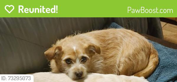 Reunited Male Dog last seen Walmart in baldwin park, Baldwin Park, CA 91706