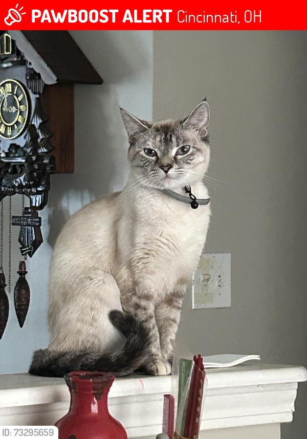 Lost Female Cat last seen bailey drive , werk hse, Cincinnati, OH 45248