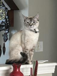 Lost Female Cat last seen bailey drive , werk hse, Cincinnati, OH 45248