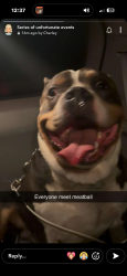 Reunited Male Dog last seen Mithoffer and Rawles, Cumberland, IN 46229