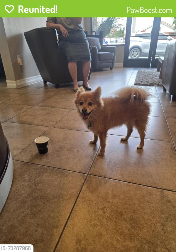 Reunited Male Dog last seen Devonshire, Hemet, CA 92544