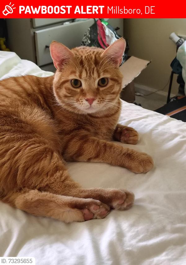 Lost Male Cat last seen Gravel hill road, Millsboro, DE 19966