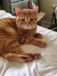 Lost Male Cat last seen Gravel hill road, Millsboro, DE 19966