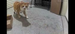 Found/Stray Unknown Cat last seen 32nd and oakes, Everett, WA 98201