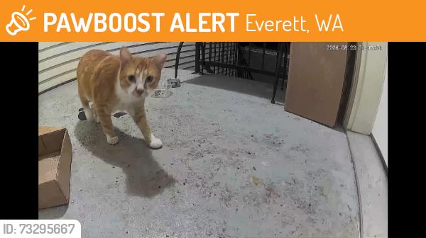 Found/Stray Unknown Cat last seen 32nd and oakes, Everett, WA 98201