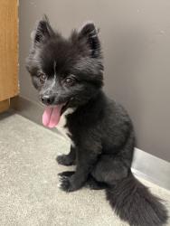 Reunited Male Cat last seen Near e Kentucky avenue, Anaheim, CA 92807