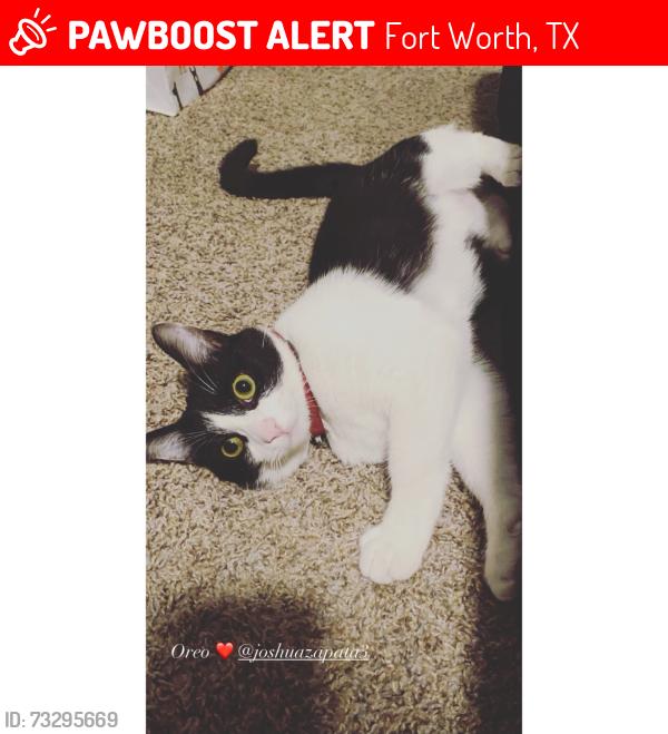 Lost Female Cat last seen Saginaw, TX, Fort Worth, TX 76179