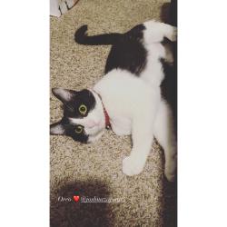 Lost Female Cat last seen Saginaw, TX, Fort Worth, TX 76179