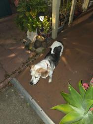 Reunited Male Dog last seen 3rd st, Alameda, CA 94501