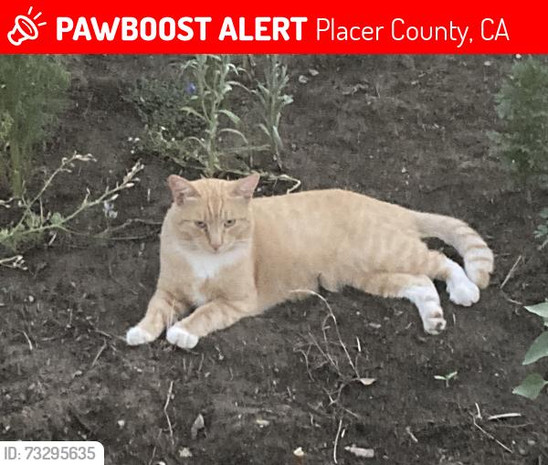 Lost Male Cat last seen Near & Dry Creek / neighborhood behind Tractor Supply, Placer County, CA 95602