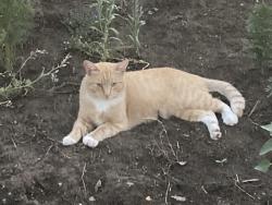 Lost Male Cat last seen Near & Dry Creek / neighborhood behind Tractor Supply, Placer County, CA 95602