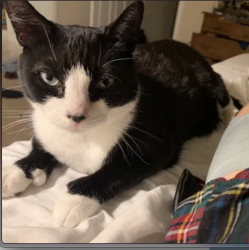 Reunited Female Cat last seen Near 9th Ave S, Gulfport, FL 33707, USA, Gulfport, FL 33707