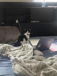 Lost Male Cat last seen Grove St near the coliseum, Greensboro, NC 27403