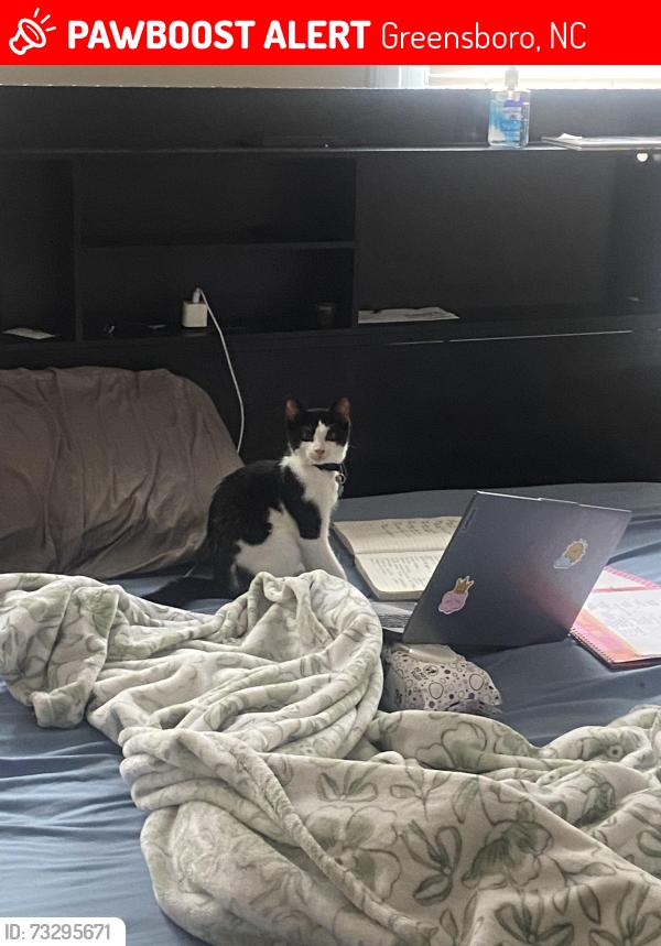 Lost Male Cat last seen Grove St near the coliseum, Greensboro, NC 27403