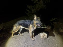 Found/Stray Male Dog last seen Skyline Drive, El Dorado County, CA 96150